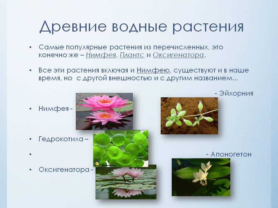 Семейство лотосовые (Nelumbonaceae) это... Что такое Семейство лотосовые (Nelumb