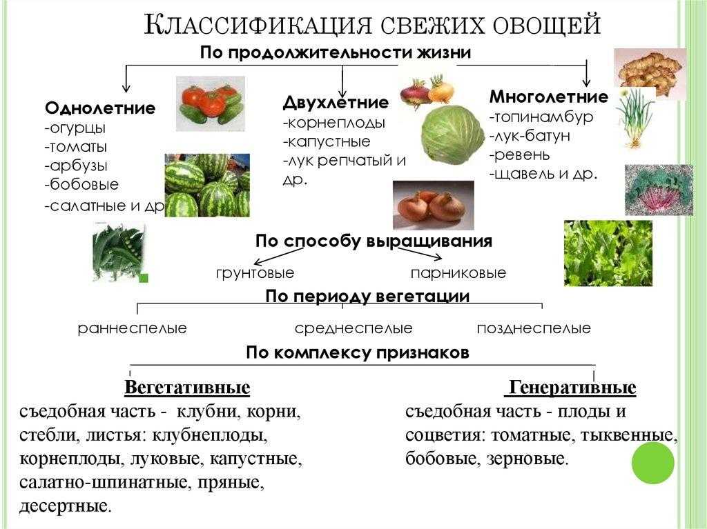 Методические рекомендации по агротехнологии выращивания тыквы в системе органического сельского хозяйства - союз органического земледелия