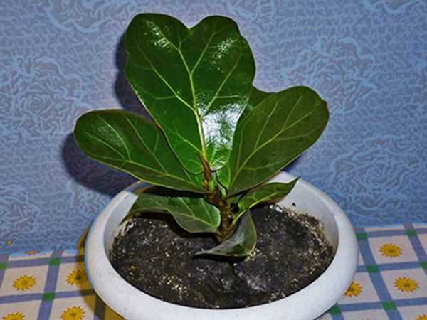 Фикус лировидный размножение листом
