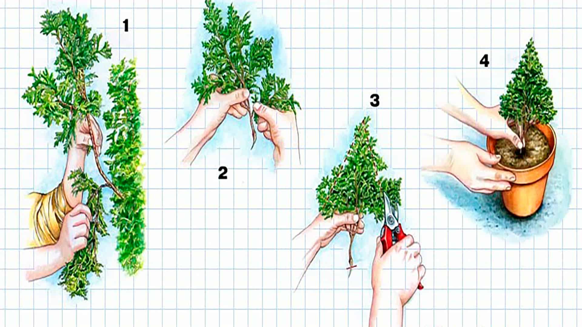 Дерево туя: как посадить, уход в открытом грунте, виды и сорта, описание