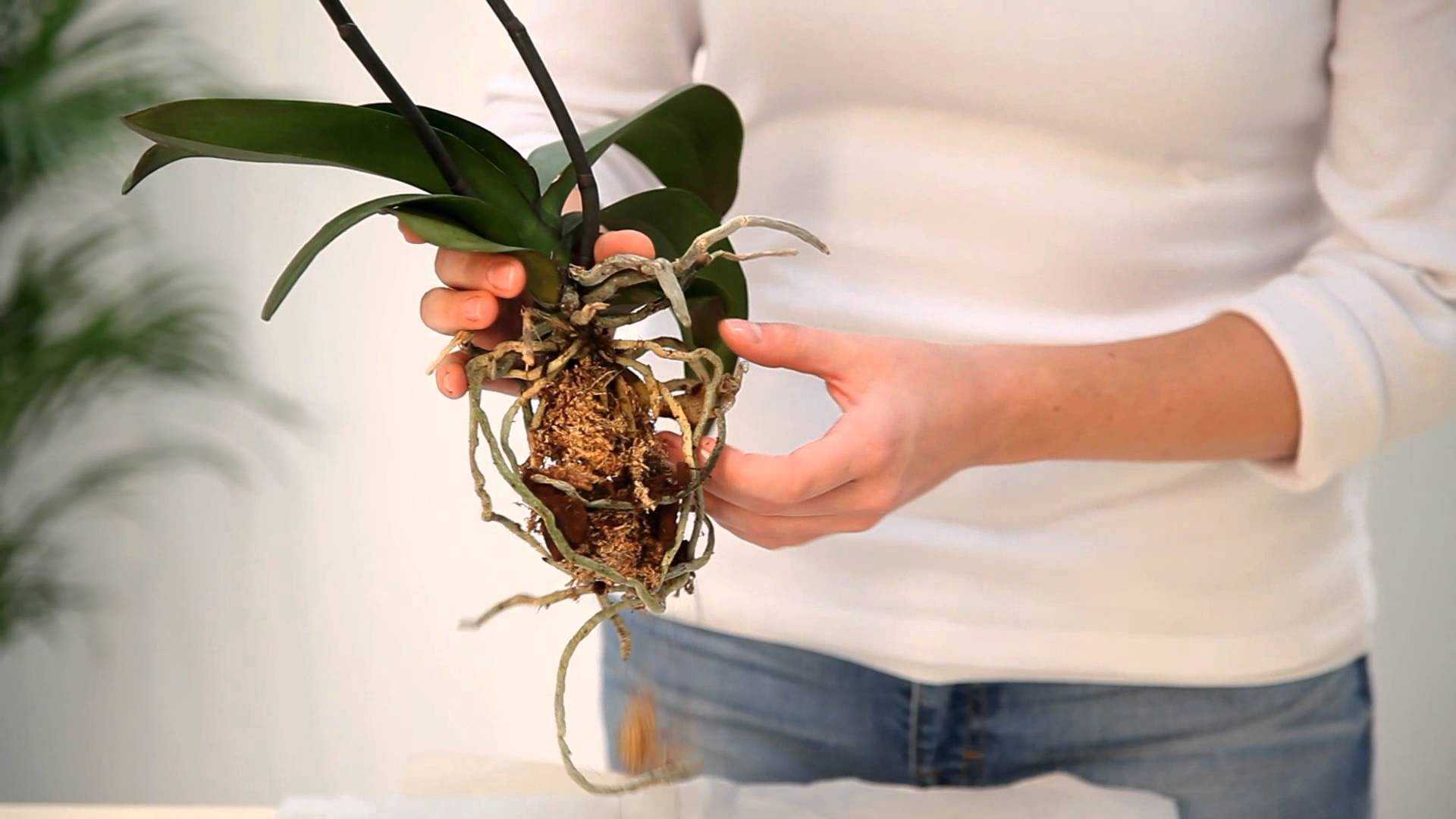 Боится ли орхидея холода и мороза и какую температуру любит?