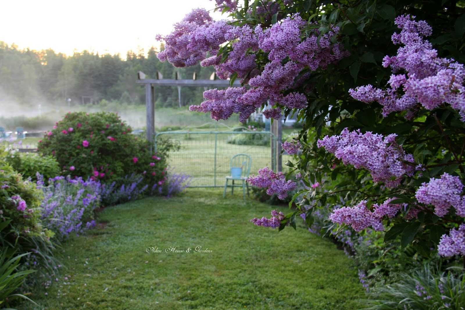 Пурпурнолистные деревья и кустарники для сада