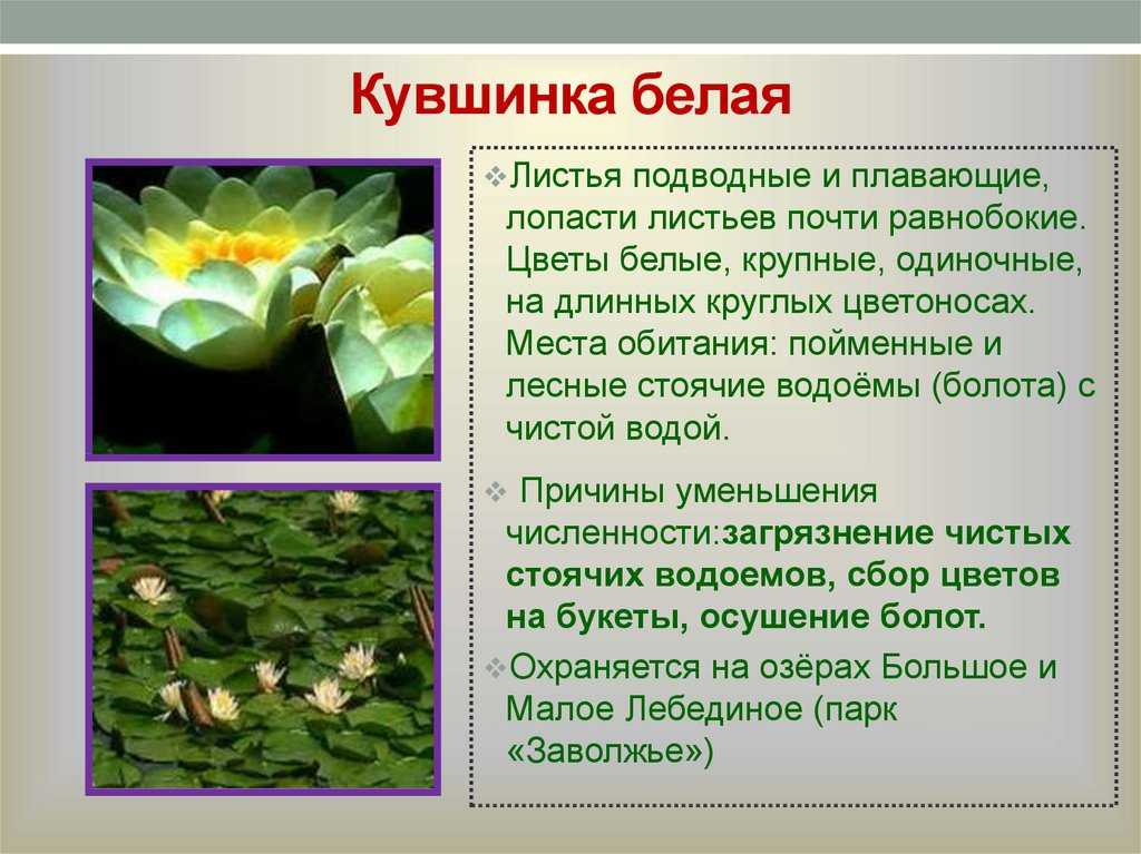 Растения водоемов: названия и описание самых распространенных с фото, в каких целях могут использоваться