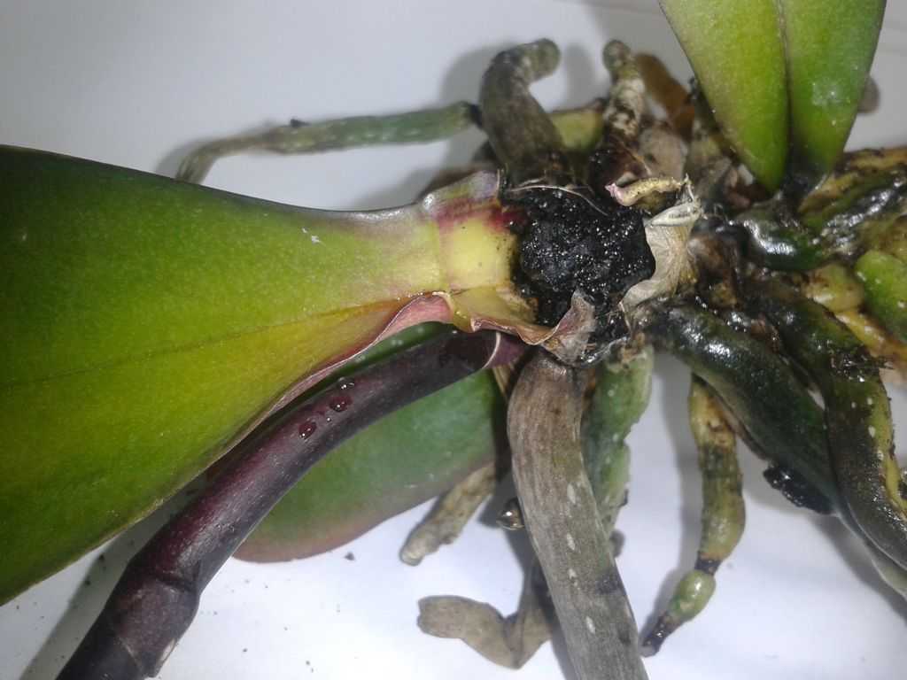 Подробные рекомендации, как заставить орхидею выпустить цветонос