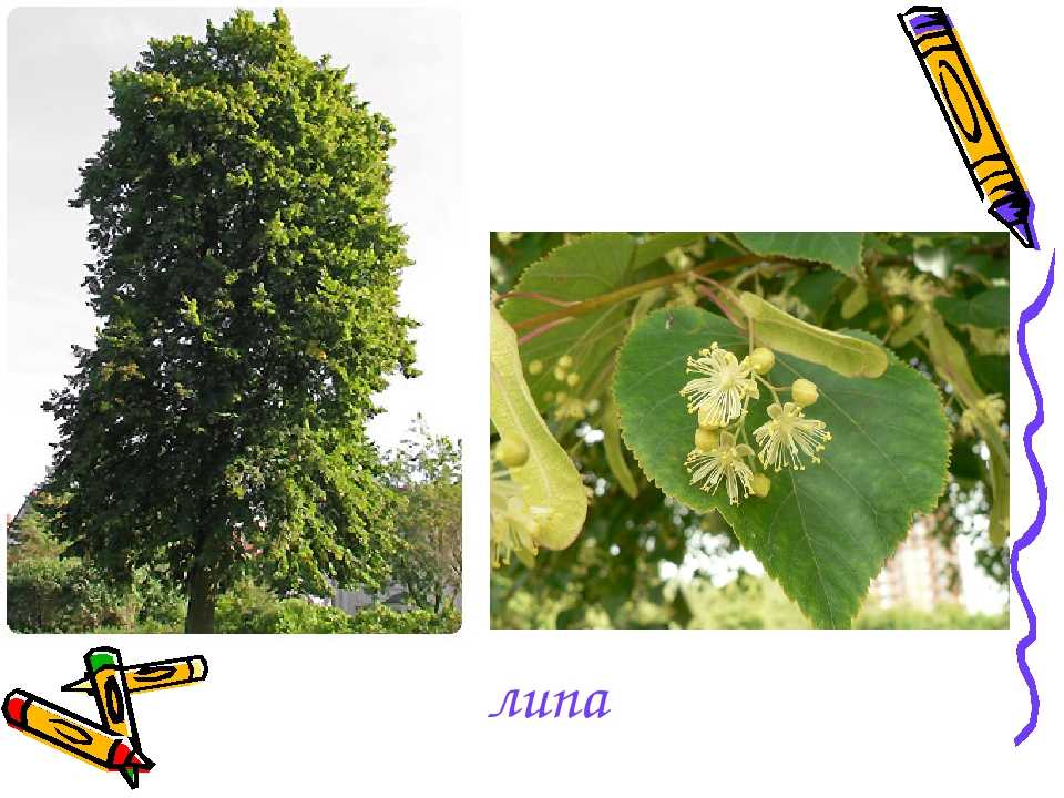 Липа (дерево): описание, виды, посадка и уход, фото