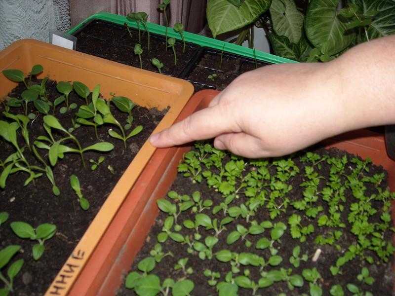 Пионы из семян: выращивание — подробная инструкция