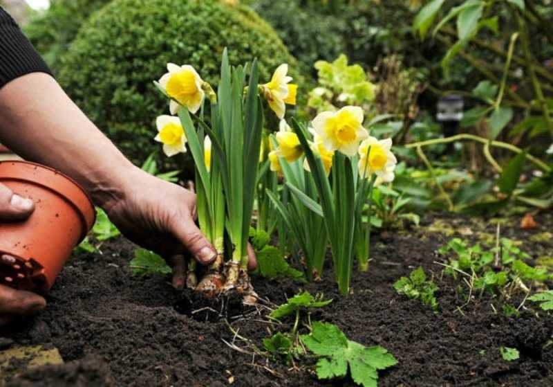 Что посадить после тюльпанов