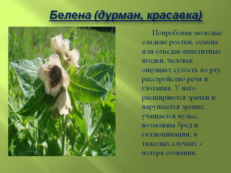 Цветок дурман: ядовитое растение, описание с фото,