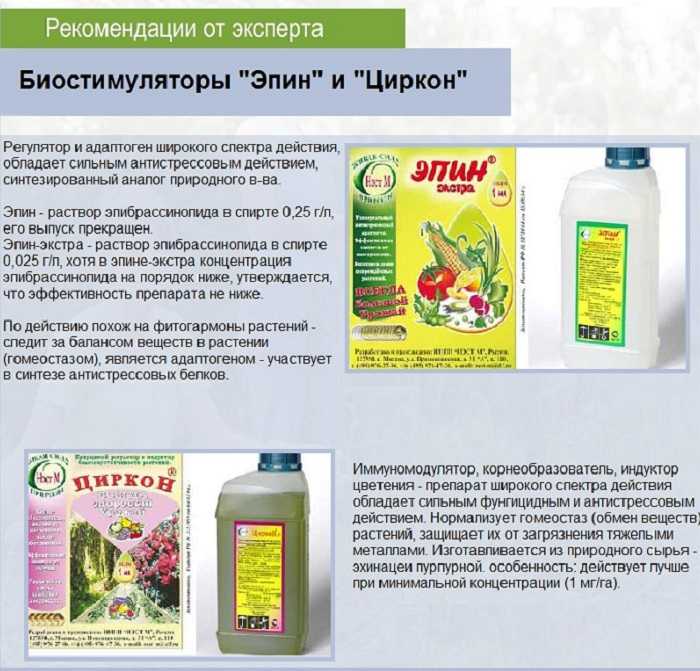 Можно ли опрыскивать орхидею - дневник садовода rest-dvor.ru