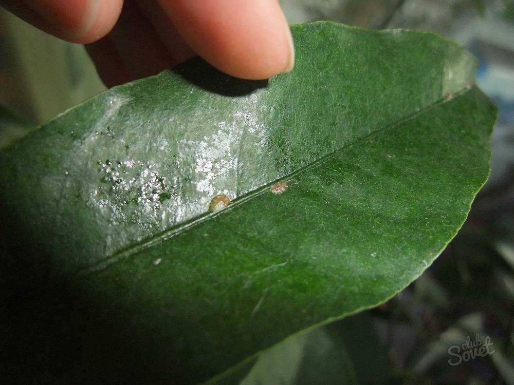 Калатея лансифолия (calathea lancifolia): фото, уход в домашних условиях, проблемы с листьями, пересадка