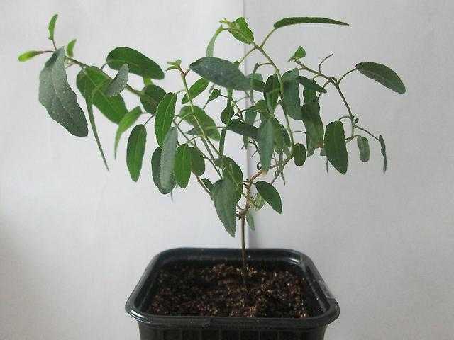 Дивное дерево эвкалипт – секреты выращивания в домашних условиях