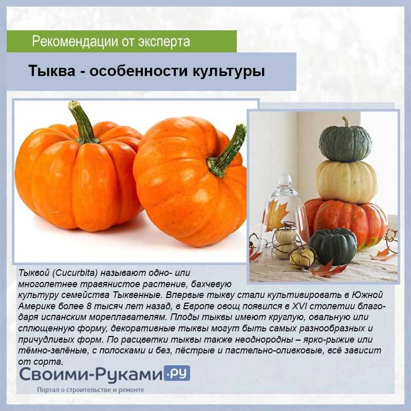 Видовые и сортовые особенности формирования урожая тыквы, кабачка и патиссона в условиях московской области