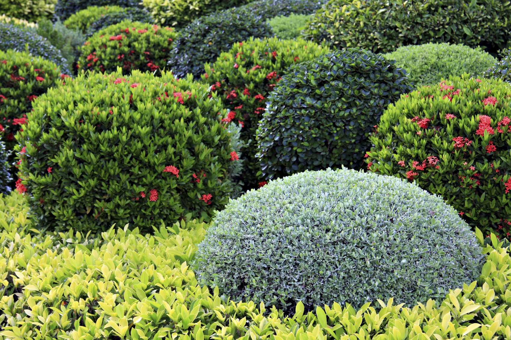 Декоративные деревья и кустарники для озеленения и ландшафтного дизайна сада и дачи: названия многолетних с розовыми цветами, низкорослых и карликовых
 - 38 фото