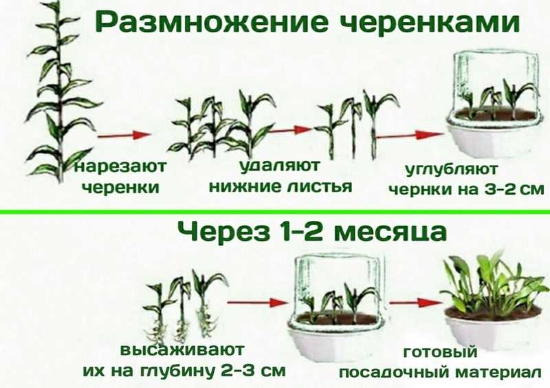 Бузина: выращивание в саду, обрезка, размножение