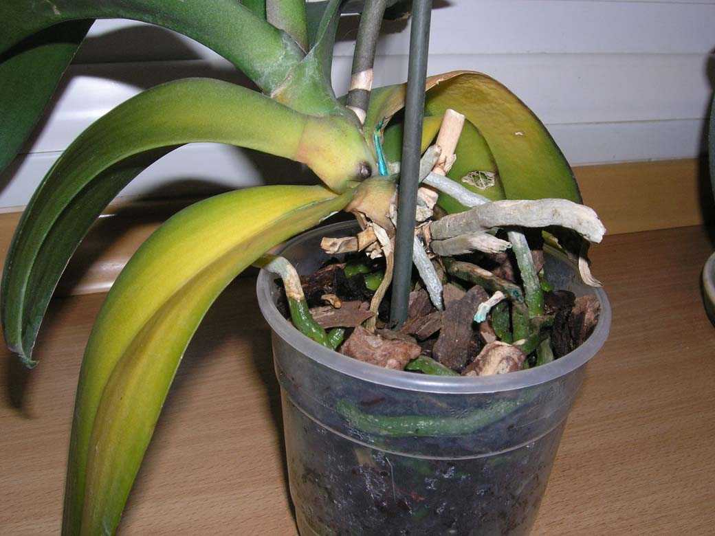 Почему у орхидеи вянут листья при цветении, после пересадки