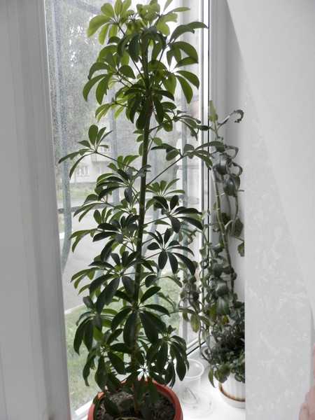 Шефлера: растение-зонтик может расти и в вашем доме