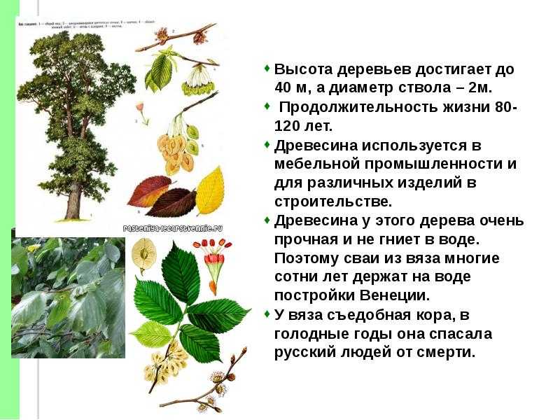 Вяз грузинский декоративные деревья и кустарники. как выглядит дерево вяз — описание и фото дерева и листьев