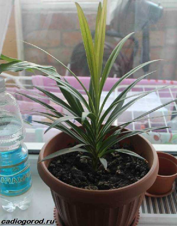 Простые секреты по выращиванию и уходу за тропической красавицей кордилиной в домашних условиях