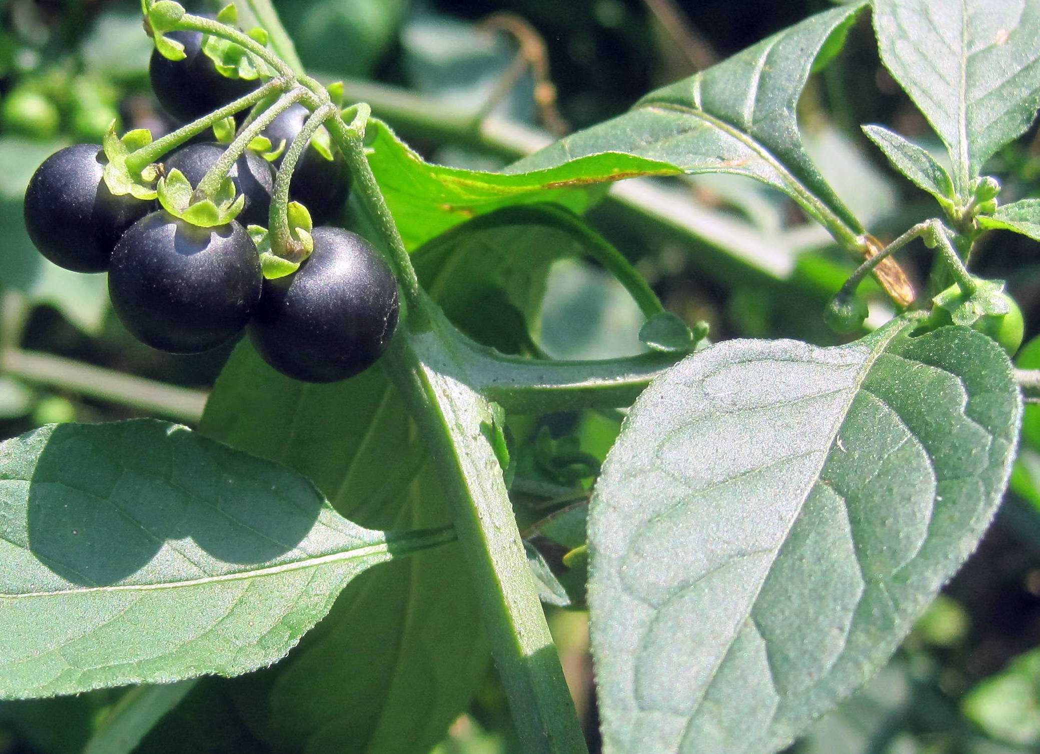 Бзника ягода. Паслен санберри. Паслён чёрный. Паслен ягода санберри. Паслён чёрный (Solanum nigrum l.).