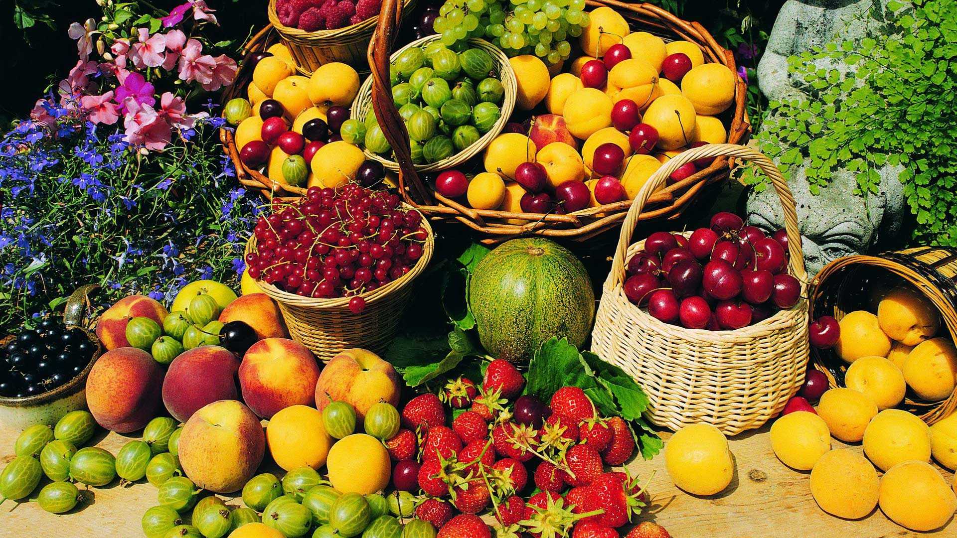 Нетрадиционные плодовые и ягодные культуры для приусадебного садоводства — floraprice.ru
