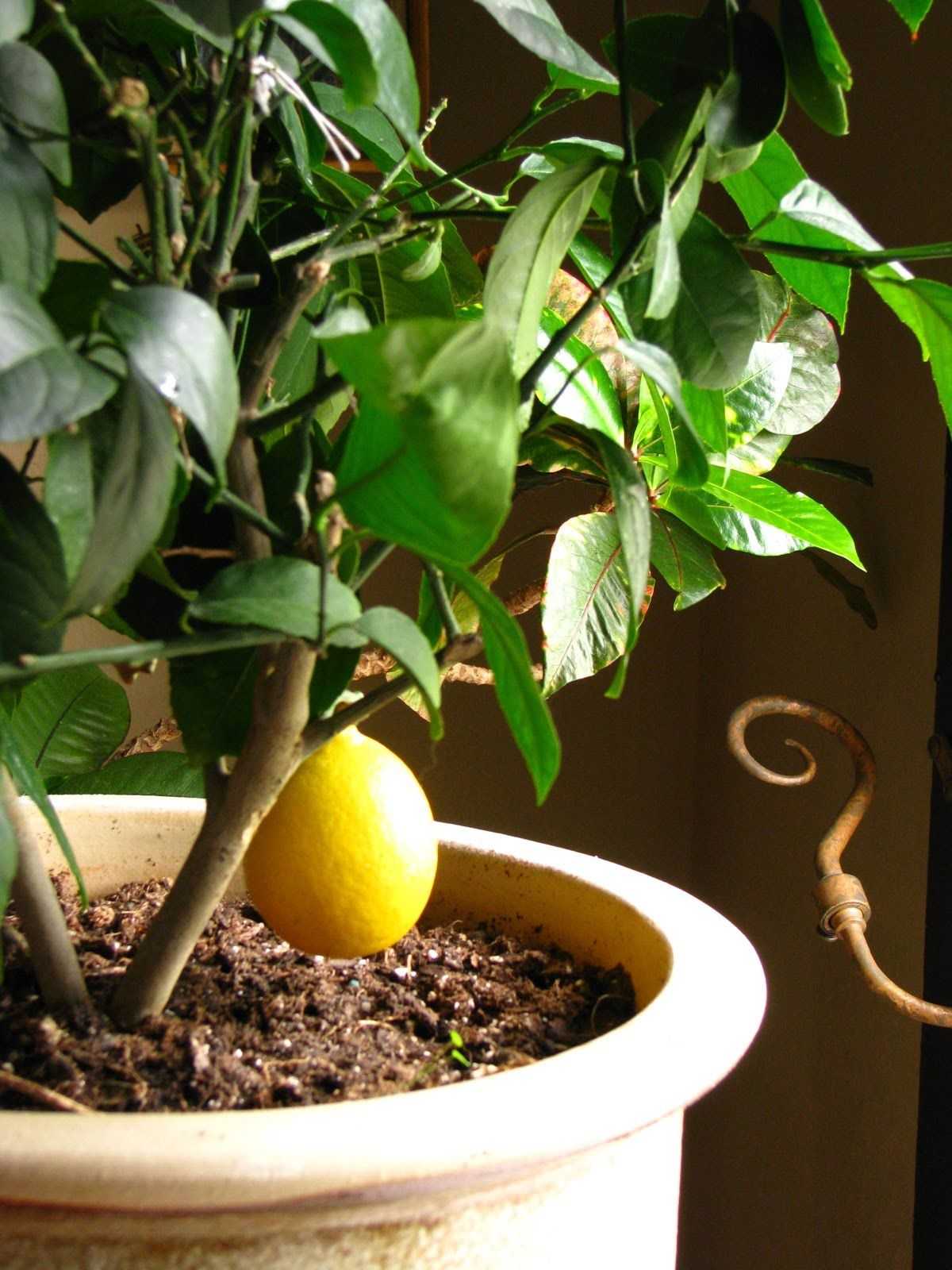 Проверенный способ вырастить мандарин из косточки в домашних условиях