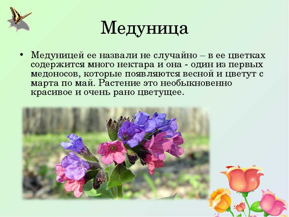 Медуница: правила выращивания, размножения и ухода в саду