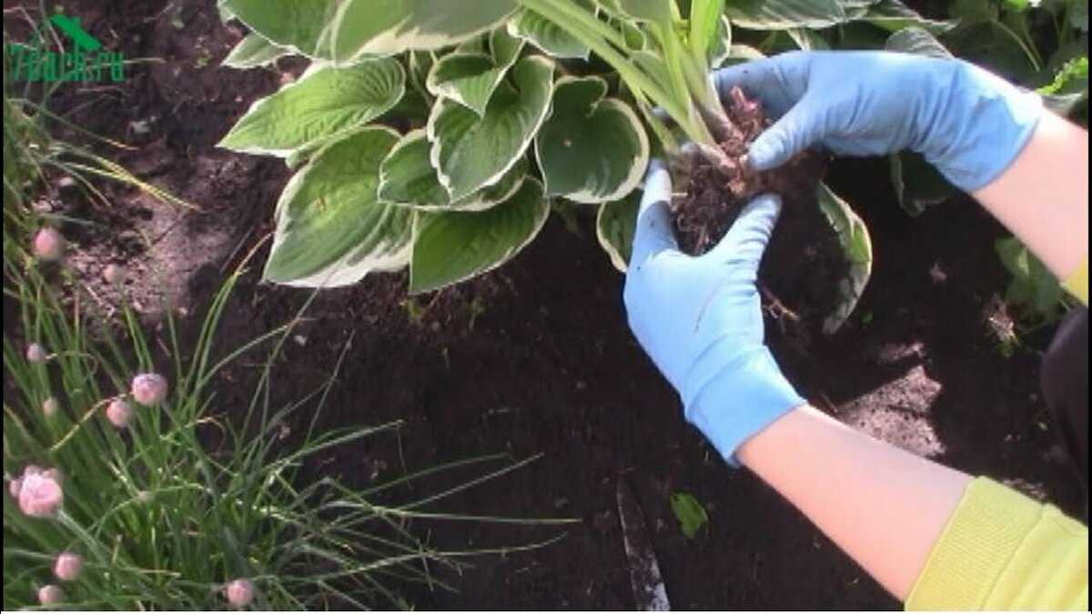 Тропические растения в саду и на подоконнике: особенности посадки и выращивания эхмеи