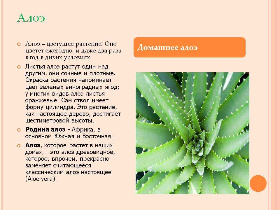 Алоэ - цветок домашний: уход, содержание и размножение - pahistahis.ru