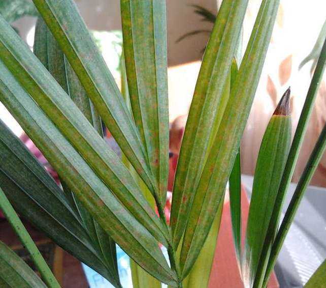 5 причин из-за которых у пальмы сохнут листья 🌴