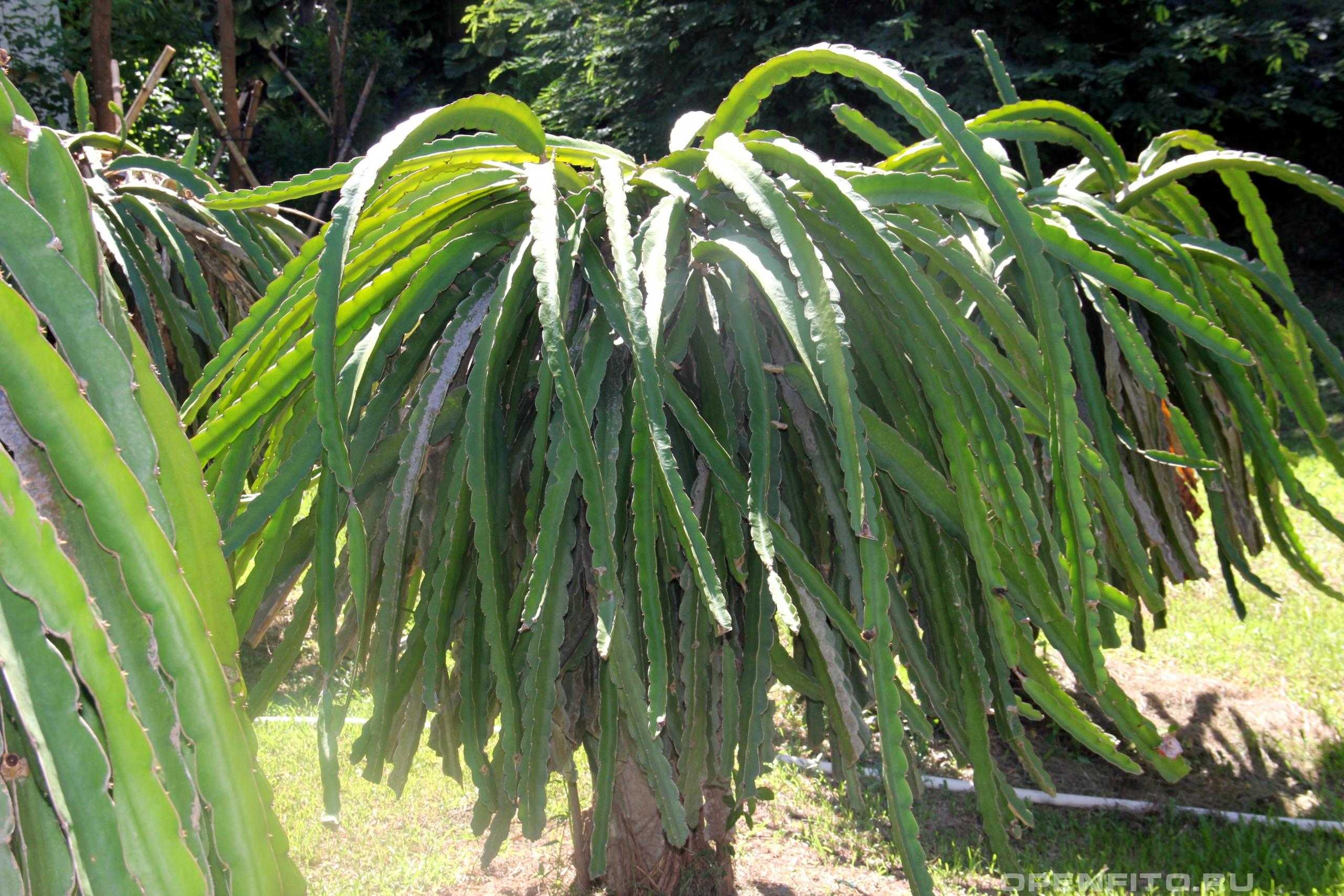 Гилоцереус — экзотический кактус-лиана с мягкими колючками