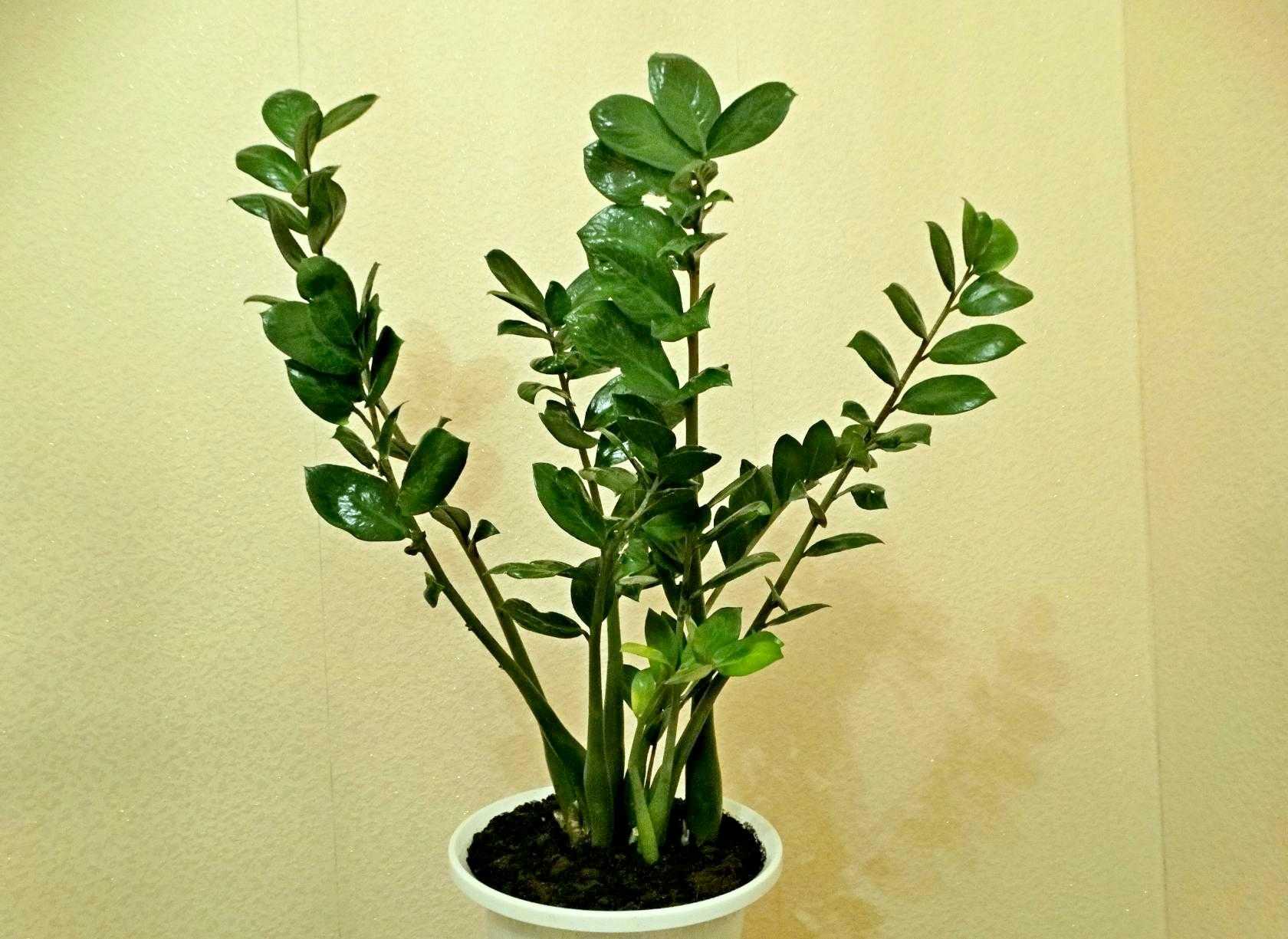 Замиокулькас - лиственно-декоративное растение. уход с фото и видео