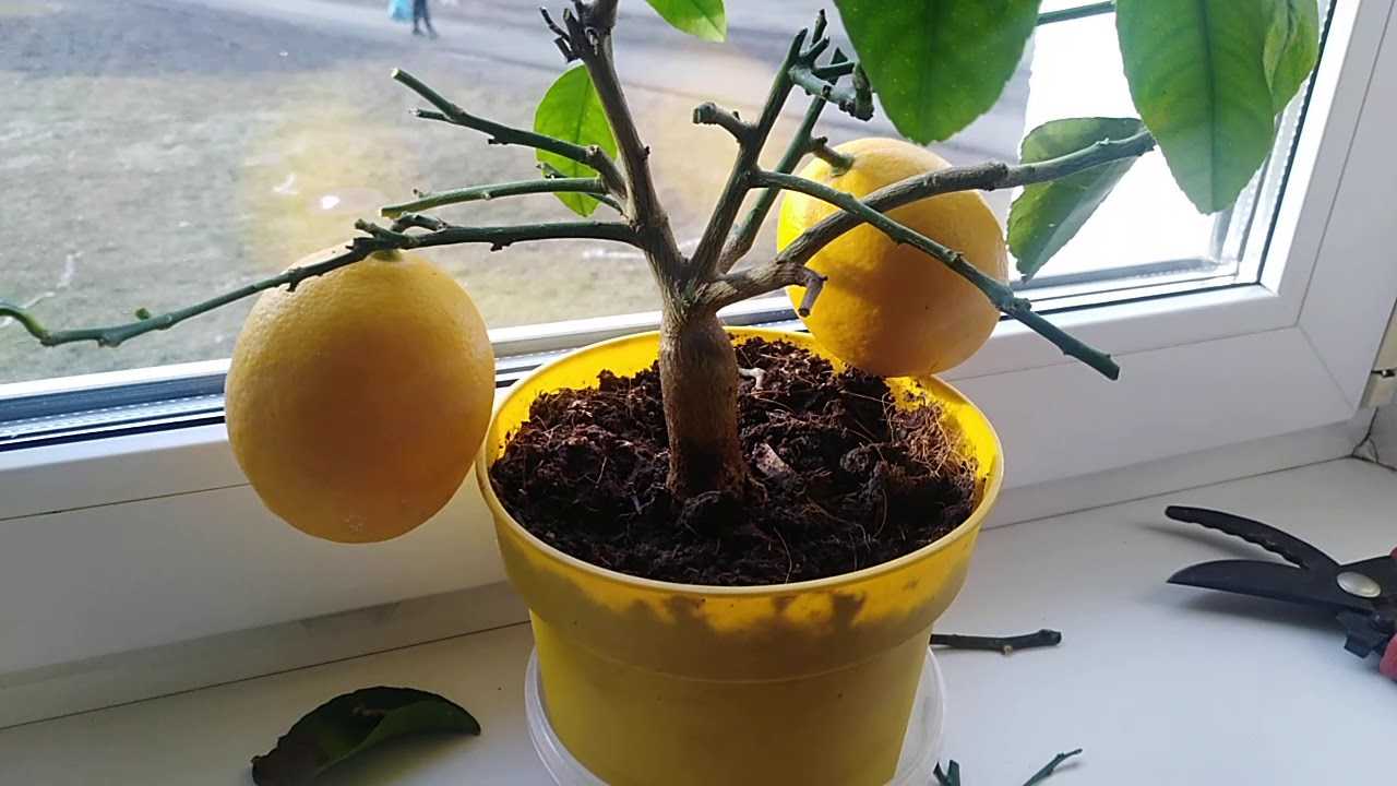 Размножение мандарина черенками в домашних условиях