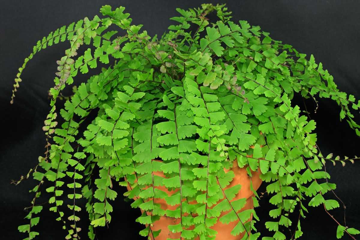 Комнатное растение адиантум: описание и его виды, посадка, выращивание и уход в домашних условиях, фото