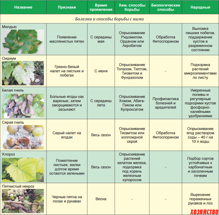 Фунгициды для хвойных растений: список препаратов для туи, можжевельника, елок, сосны