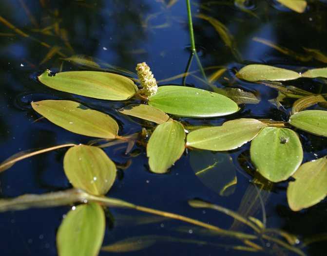 Водное растение рдест плавающий: фото и описание травы, выращивание и рецепты применения