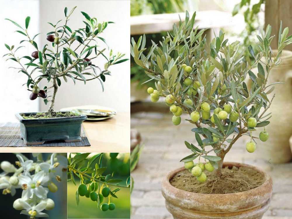 Оливковое дерево: как вырастить в домашних условиях