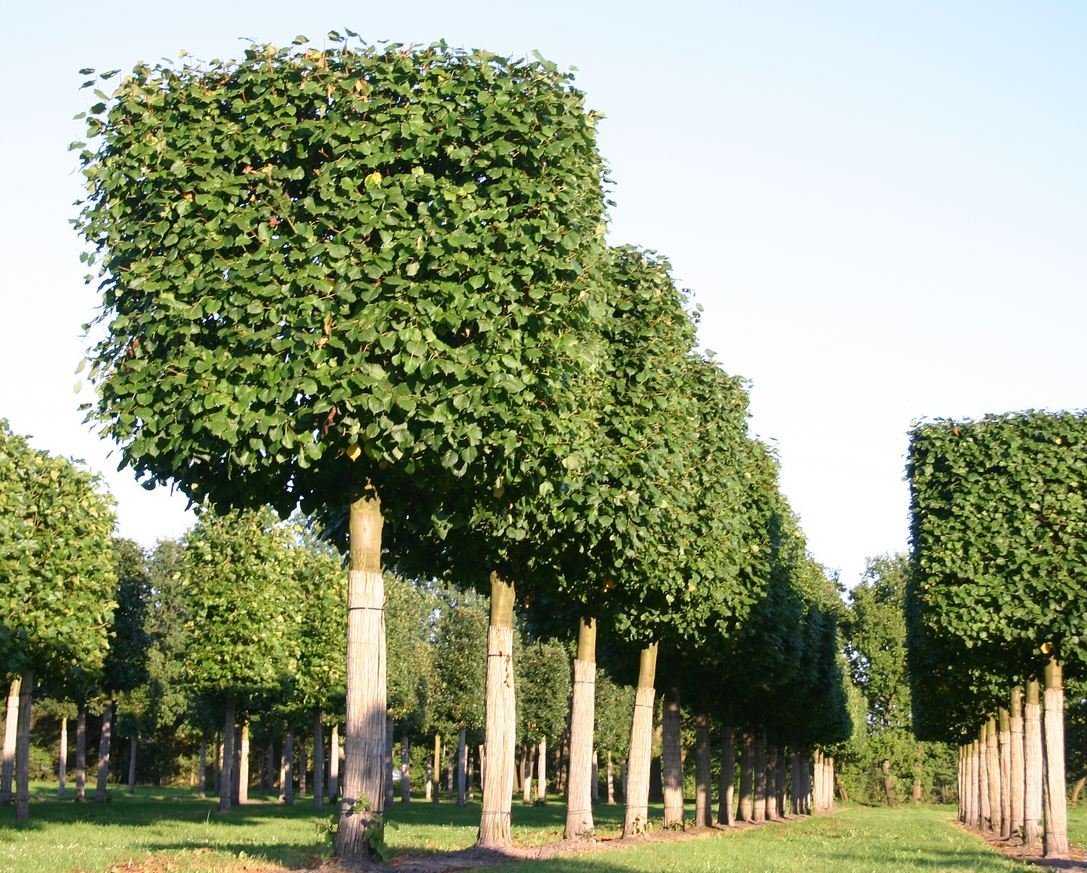 Группа ровно подстриженных в виде стенок деревьев или кустарников