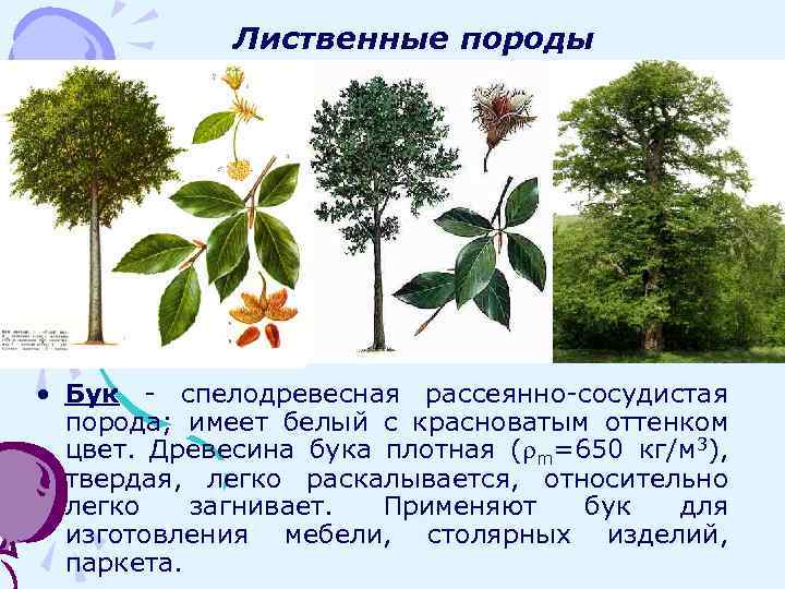 ᐉ бук лесной (европейский) - полезные свойства, описание - roza-zanoza.ru