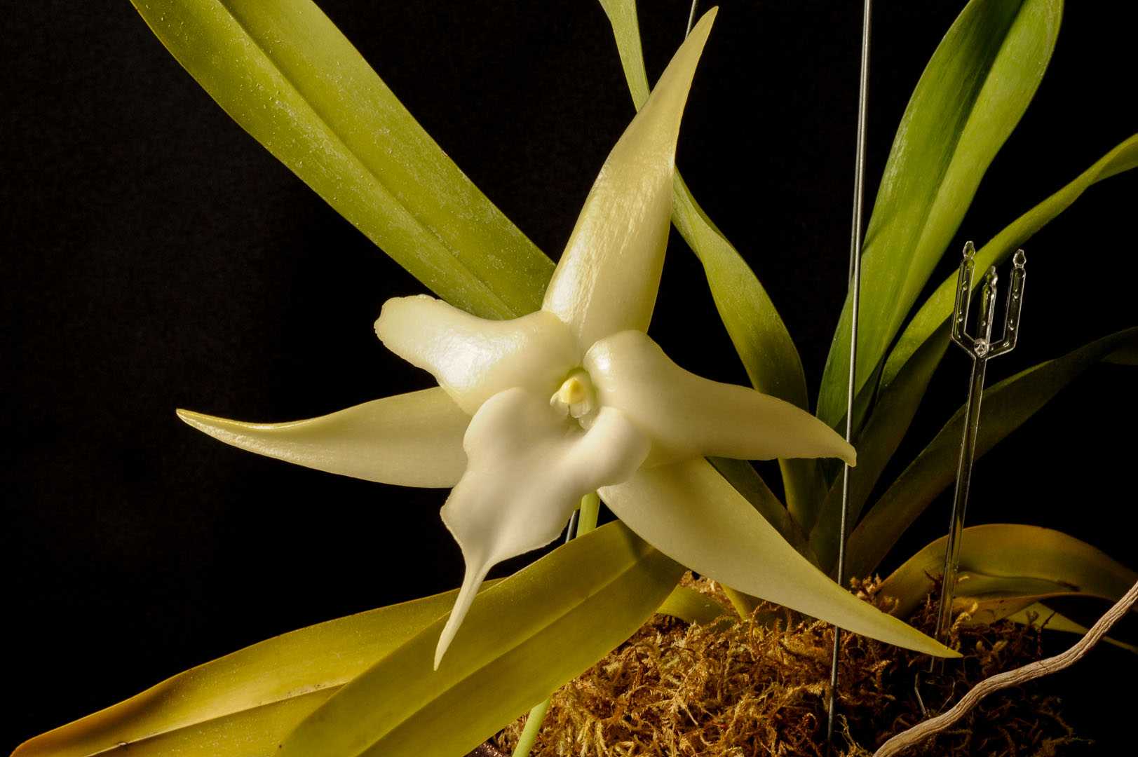 Орхидея ангрекум: как ухаживать, пересадка, обрезка, полив, отзывы, виды
