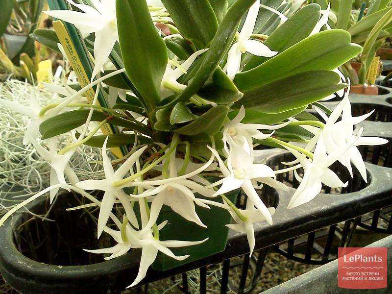 Орхидеи уход - как правильно ухаживать за орхидеей - советы от специалистов студии фитодизайна флорен