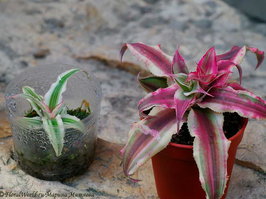 Растение криптантус: фото и уход в домашних условиях
