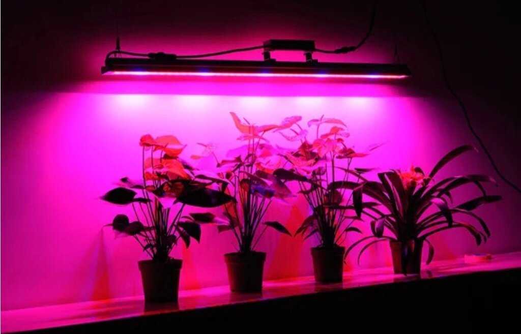 Светодиодная подсветка для растений и цветов своими руками