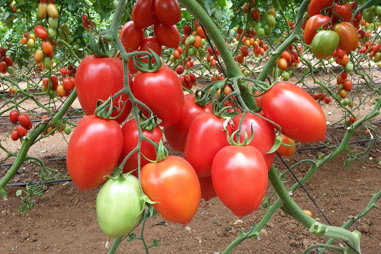 Как сажать томаты ультраранние