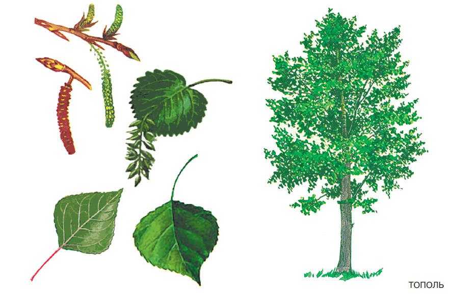 50 фото разных видов и описание ? дерева тополь, условия выращивания и ухода