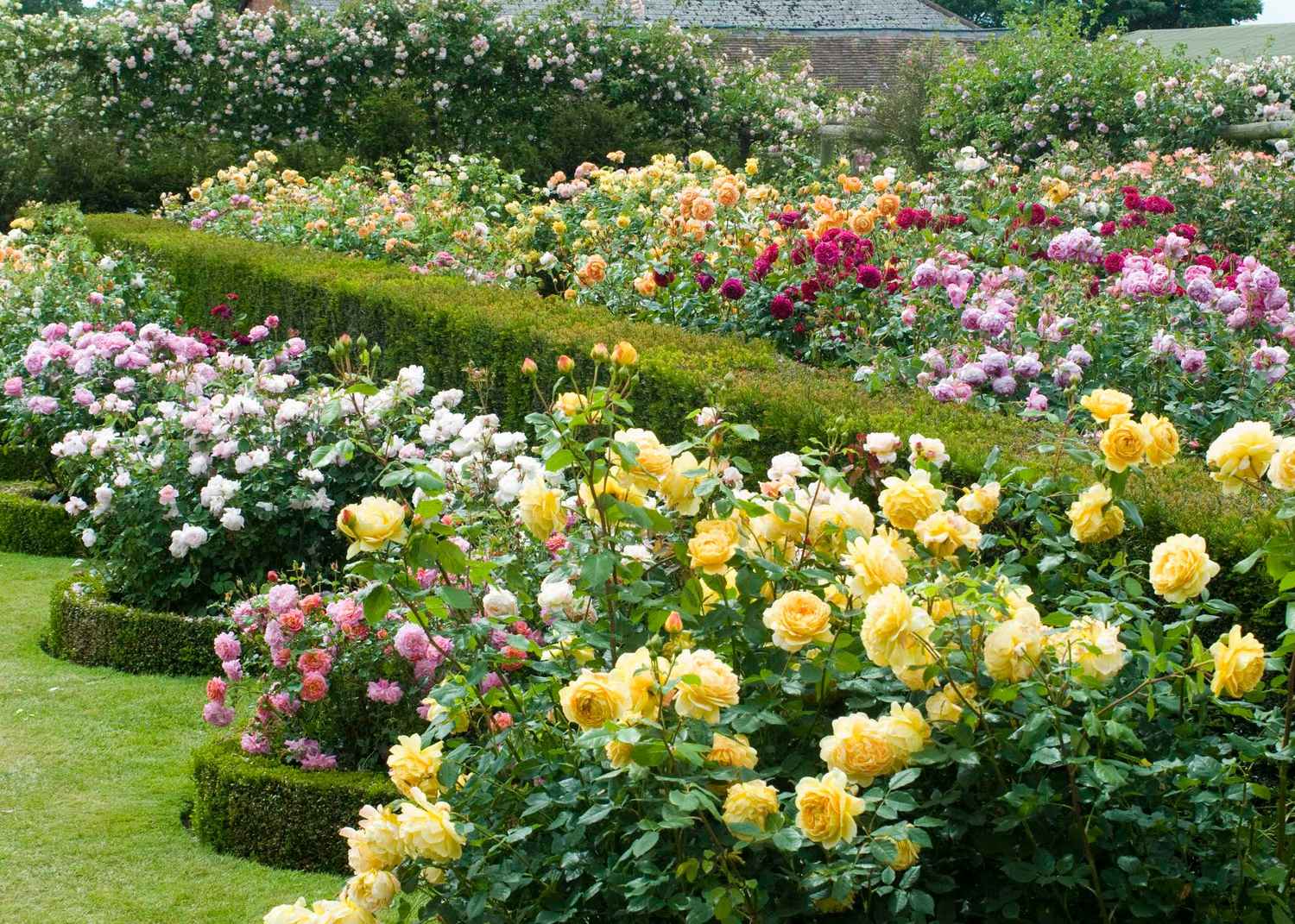 Использование розовых роз в ландшафтном дизайне и озеленении - дневник садовода flowers-republic.ru