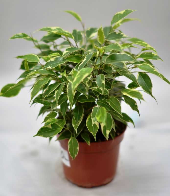 Фикус бенджамина - особенности содержания растения в комнатных условиях. 150 фото различных видов