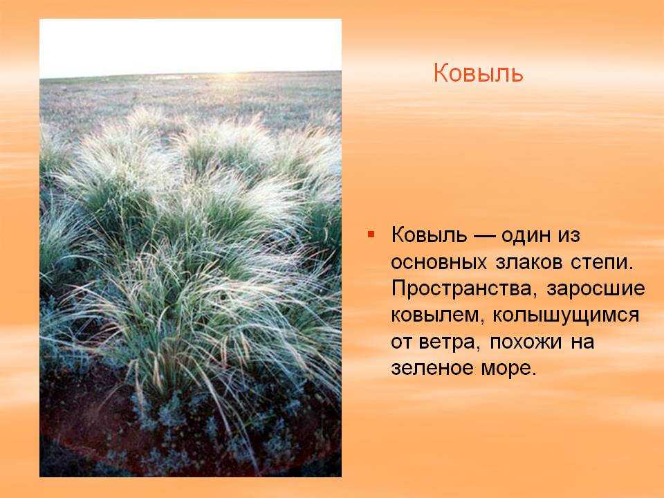 Ковыль тырса. ковыль: выращивание и уход, особенности растения и его фото. размножение в природе