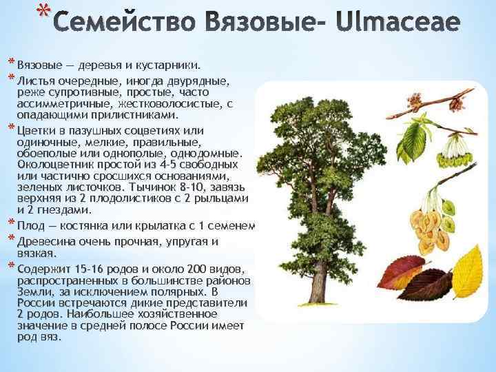 Вяз (карагач): описание дерева, посадка и уход, выращивание из семян