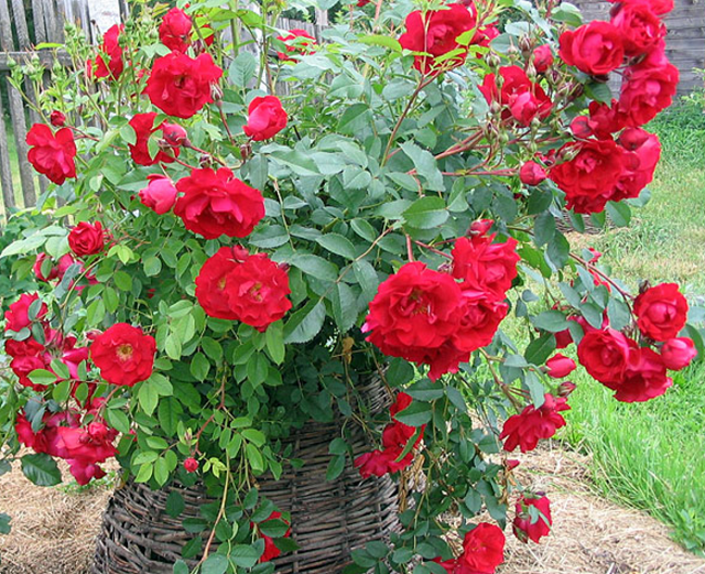 Парковые розы в ландшафтном дизайне: фото с названиями, уход и выращивание