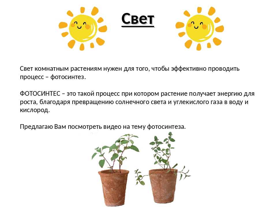 Занятие №3 «для чего нужен свет растениям»